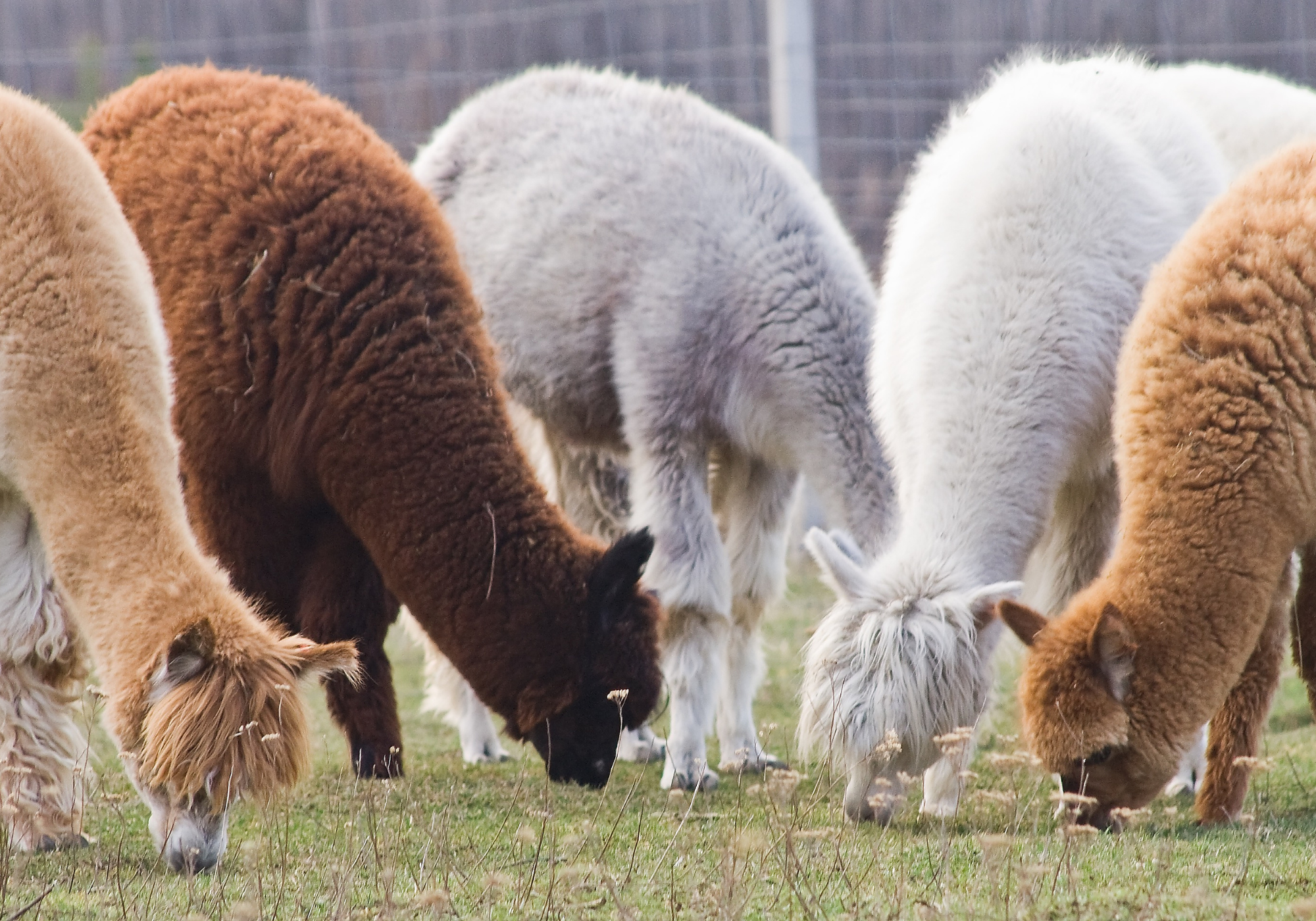 Fairtrade Alpaca Teddy Bear Company