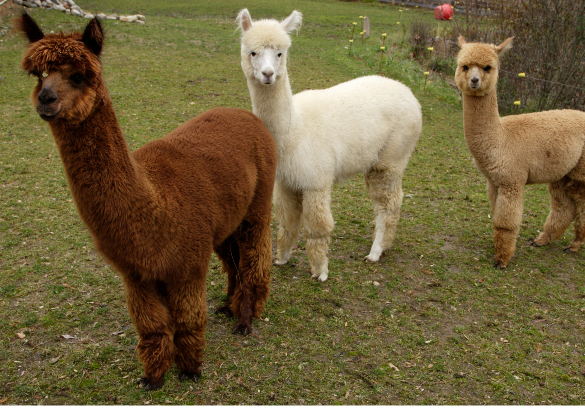 Fairtrade Alpaca Teddy Bear Company