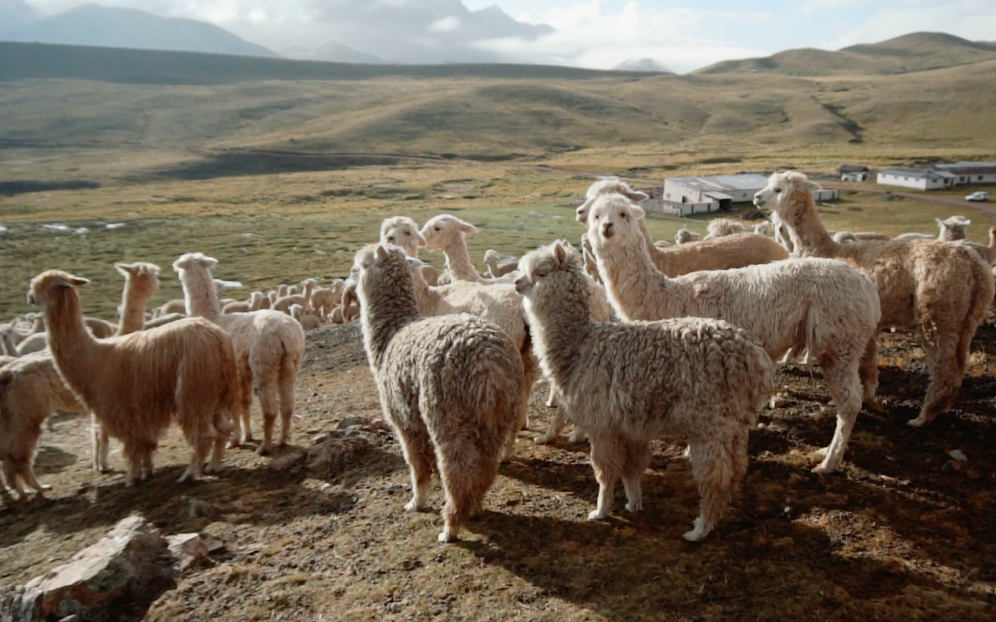 Wild Alpacas in Peru